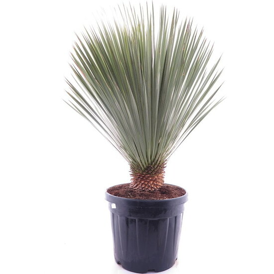 Yucca rostrata XL