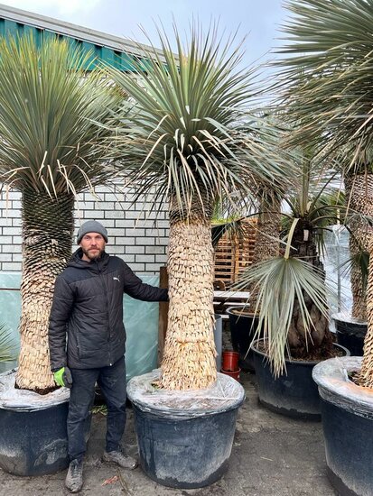 Yucca rostrata - dikke stam - stamomtrek 100-110 cm - stam 150-170 cm - totale hoogte 280+ cm [pallet]