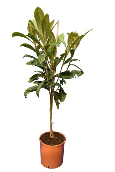 Eriobotrya Japonica - stam 50-70 cm - stamomtrek 6-10 cm - totale hoogte 110+ cm