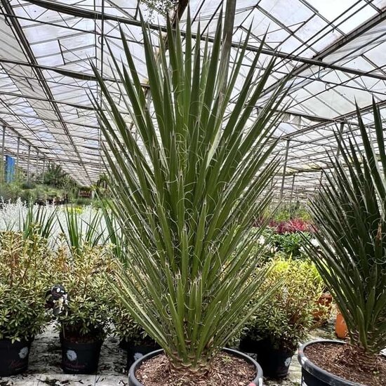 Yucca filifera - stam 60-80 cm [pallet]