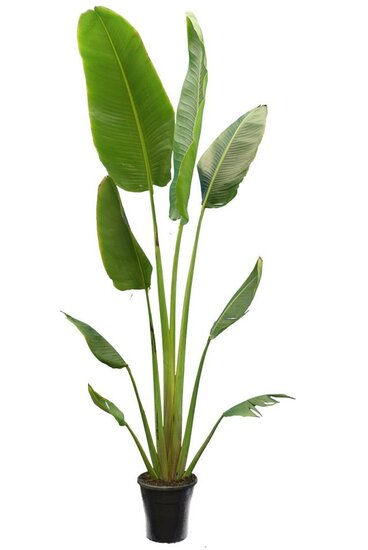 Ravenala madagascariensis - gesneden - pot &Oslash; 28 cm