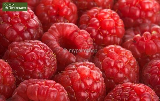 Rubus idaeus Twotimer Sugana rood