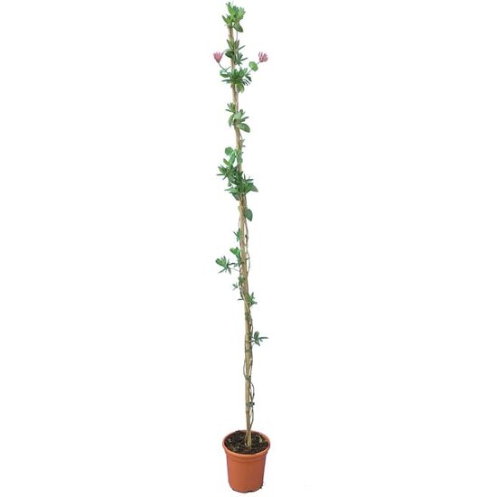 Lonicera heckrottii - totale hoogte 160+ cm - pot &Oslash; 20 cm