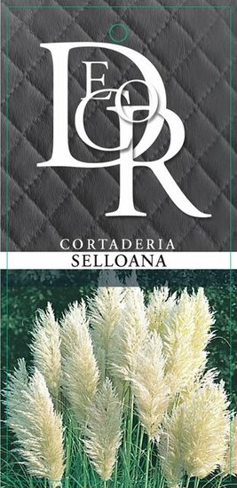 Cortaderia selloana - totale hoogte 40-50 cm - pot 2 ltr