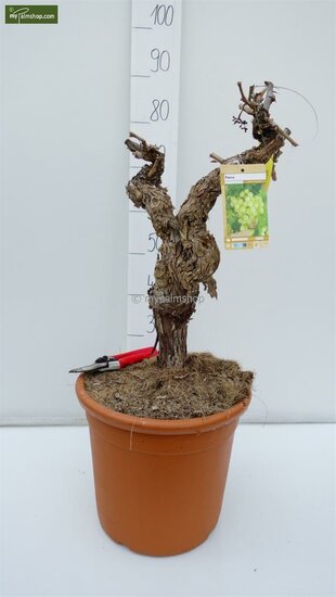 Vitis vinifera - totale hoogte 80-120 cm - pot &Oslash; 33 cm [pallet]