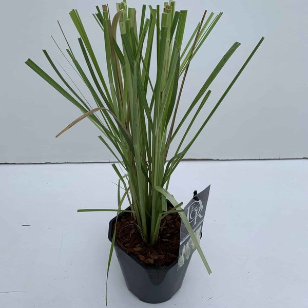 Cortaderia selloana - totale hoogte 40-50 cm - pot 2 ltr