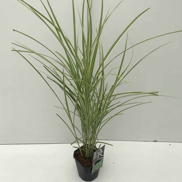 Miscanthus variegatus - pot 2 ltr