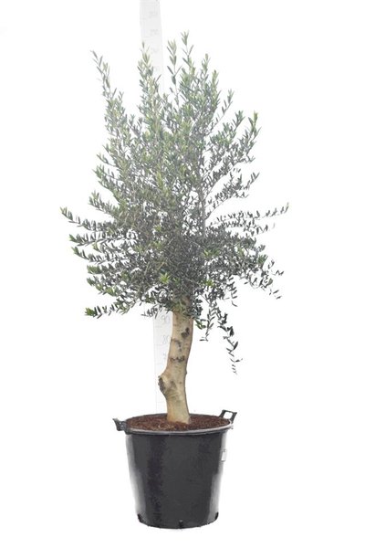 Olea europaea wilde vorm stamhoogte 80+ cm stamomtrek 30-40 cm