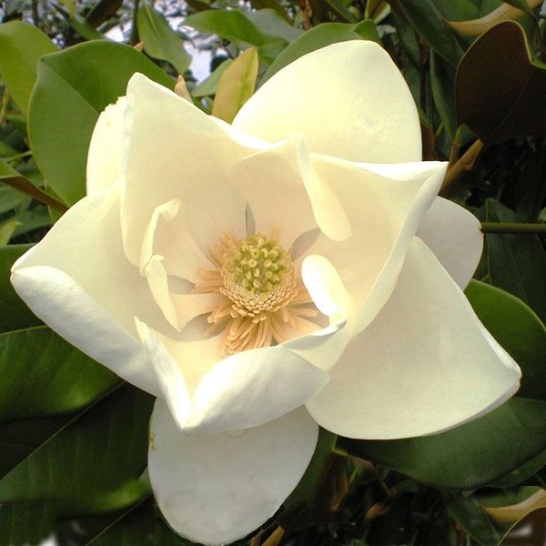 Magnolia grandiflora Nantais - totale hoogte 60+ cm - pot Ø 22 cm