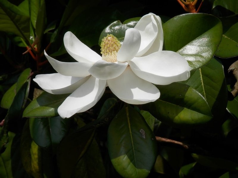 Magnolia grandiflora gloriosa
