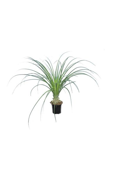 Puya mirabilis - pot Ø 13 cm