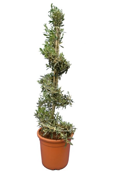 Olea europaea Spiraal - totale hoogte 130-150 cm - pot Ø 35 cm