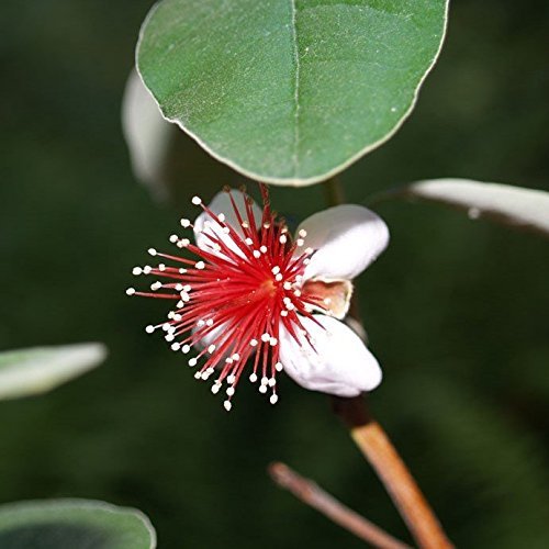 Acca sellowiana - pot 14 x 14 cm