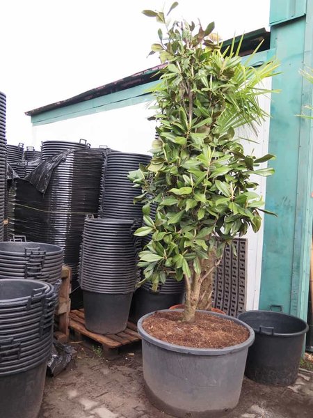 Magnolia grandiflora - totale hoogte 300+ cm - pot Ø 90 cm