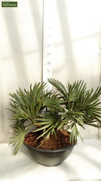 Trithrinax campestris - stam 20+ cm - totale hoogte 80-90 cm - pot Ø 55 cm [pallet]