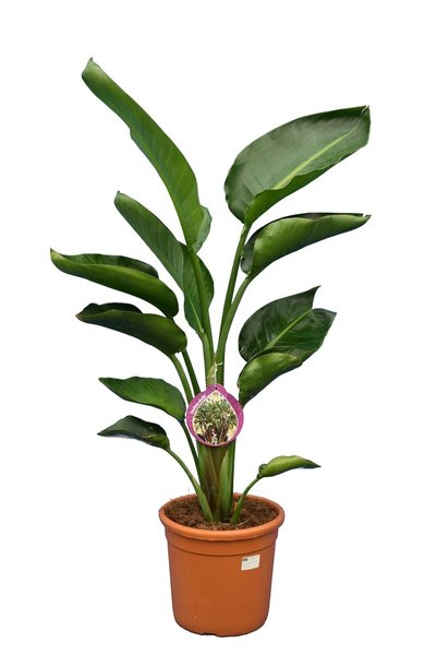 Strelitzia nicolai - totale hoogte 80-100 cm - pot Ø 24 cm - 2 planten per pot 