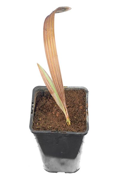 Bismarckia nobilis - totale hoogte 40-50 cm - pot 14 cm