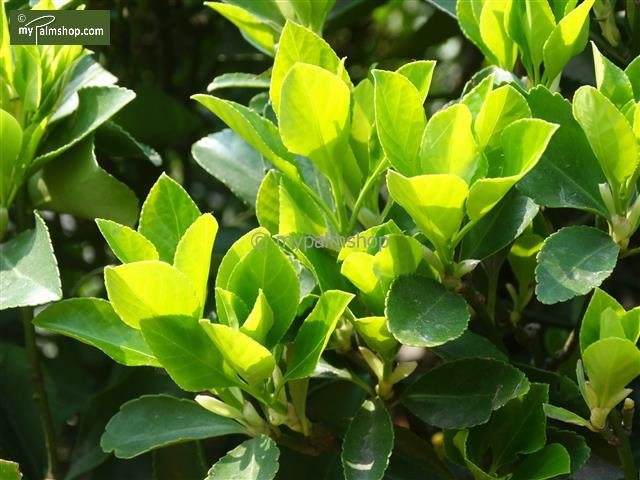 Camellia sinensis pot Ø 23 cm totale hoogte 80-100 cm