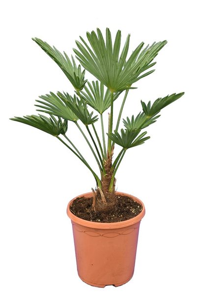 Trachycarpus wagnerianus Frosty pot Ø 23 cm totale hoogte 50-70 cm