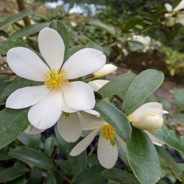 Michelia yunnanensis - pot Ø 21 cm