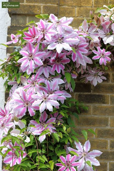 Clematis Nelly Moser - 2 Ltr pot
