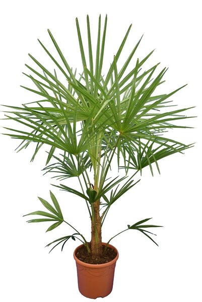 Trachycarpus sp. nova