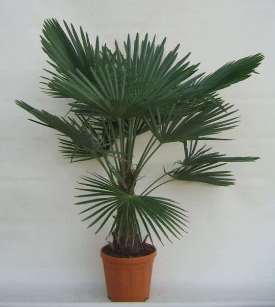 Trachycarpus fortunei - stam 30-40 cm - totale hoogte 120-140 cm - pot Ø 31 cm
