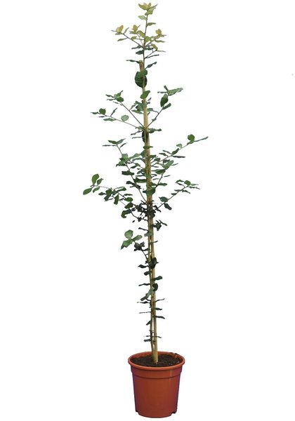 Quercus ilex - totale hoogte 50-70 cm - pot 17 cm