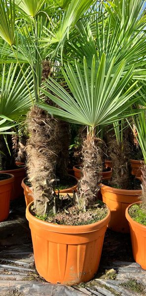 Trachycarpus fortunei dubbelstam - stam A 40-60 cm - stam B 30-50 cm [pallet]