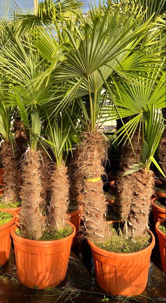 Trachycarpus fortunei dubbelstam - stam A 100-130 cm - stam B 70-130 cm [pallet]