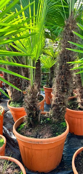 Trachycarpus fortunei dubbelstam - stam A 180-210 cm - stam B 20-80 cm [pallet]
