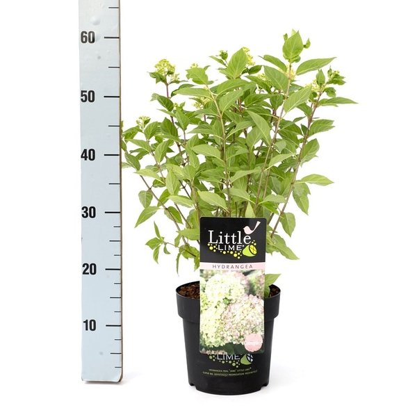 Hydrangea paniculata Little Lime - totale hoogte 30-40 cm - pot 3 ltr