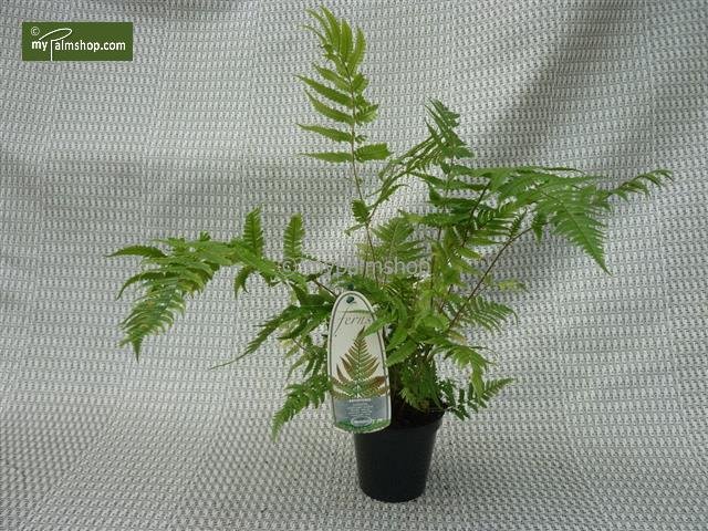 Dryopteris lepidopoda - pot 0.7 ltr