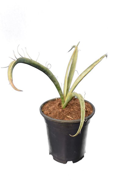 Yucca baccata - totale hoogte 30-40 cm - pot Ø 15 cm