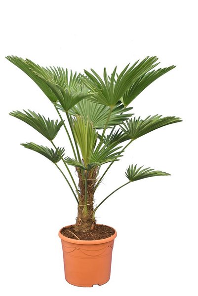 Trachycarpus wagnerianus - stam 20-30 cm - totale hoogte 80-100 cm - pot Ø 30 cm