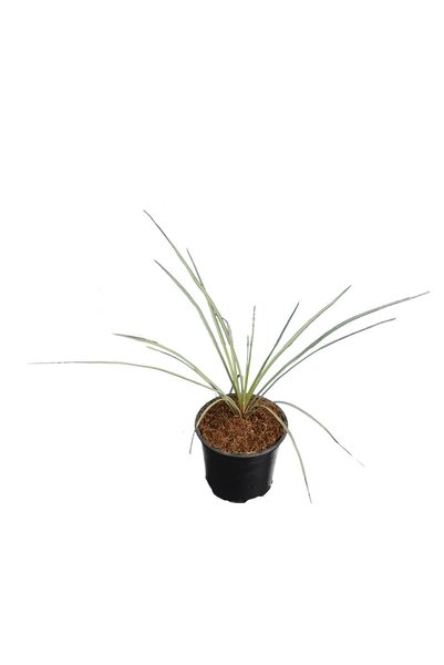 Yucca rostrata - totale hoogte 30-40 cm - pot Ø 13 cm
