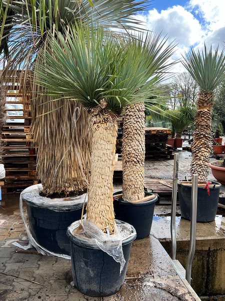 Yucca rostrata - Dubbelkop - stamomtrek 50-70 cm - stam 100-120 cm - totale hoogte 180+ cm [pallet]