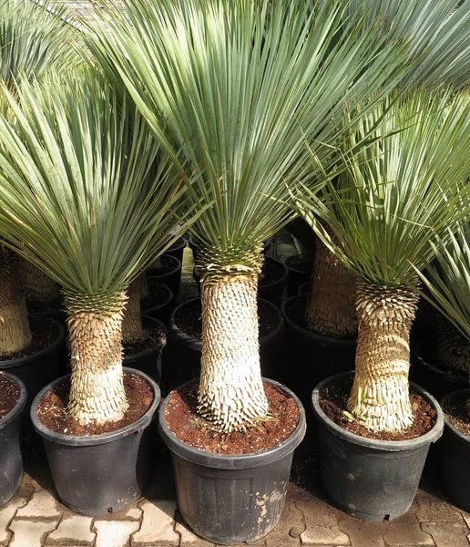 Yucca rostrata - stam 50-60 cm - totale hoogte 140-160 cm - pot Ø 43 cm [Pallet]