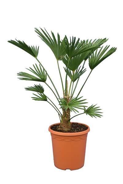 Trachycarpus wagnerianus Frosty pot Ø 26 cm stam 15-25 cm
