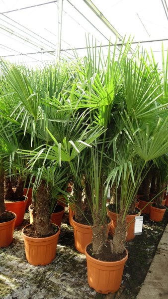 Trachycarpus fortunei Multitrunk - totale hoogte 140-160 cm - pot Ø 50 cm - 45 ltr [pallet]