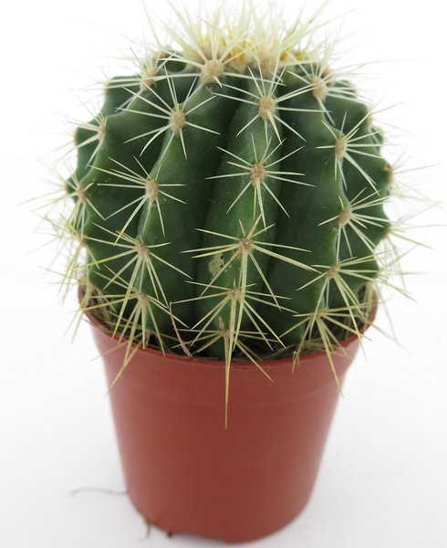 Echinocactus grusonii - pot Ø 10 cm