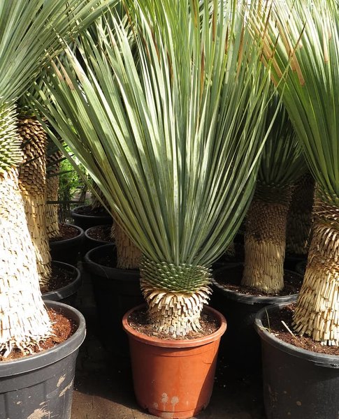 Yucca rostrata - stam 30-40 cm - totale hoogte 120-140 cm - pot Ø 40 cm