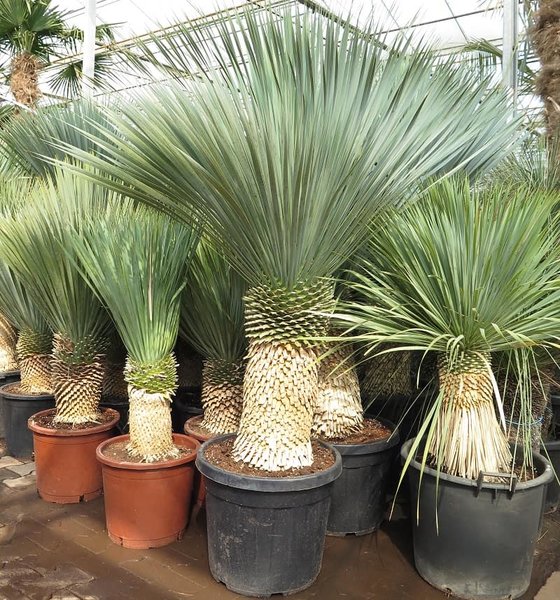 Yucca rostrata - stam 80-90 cm - totale hoogte 200+ cm - pot Ø 55 cm