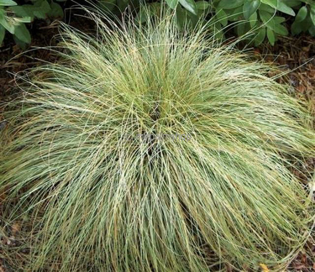 Carex comans Frosted Curls - totale hoogte 40-50 cm - pot 2 ltr