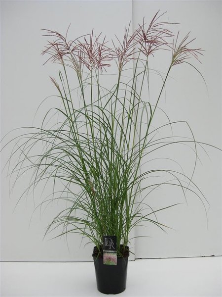 Miscanthus sinensis Red Chief - pot 5 ltr