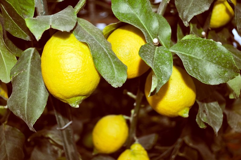 Citrus limon - stam 30-40 cm - totale hoogte 70-100 cm - pot Ø 22 cm