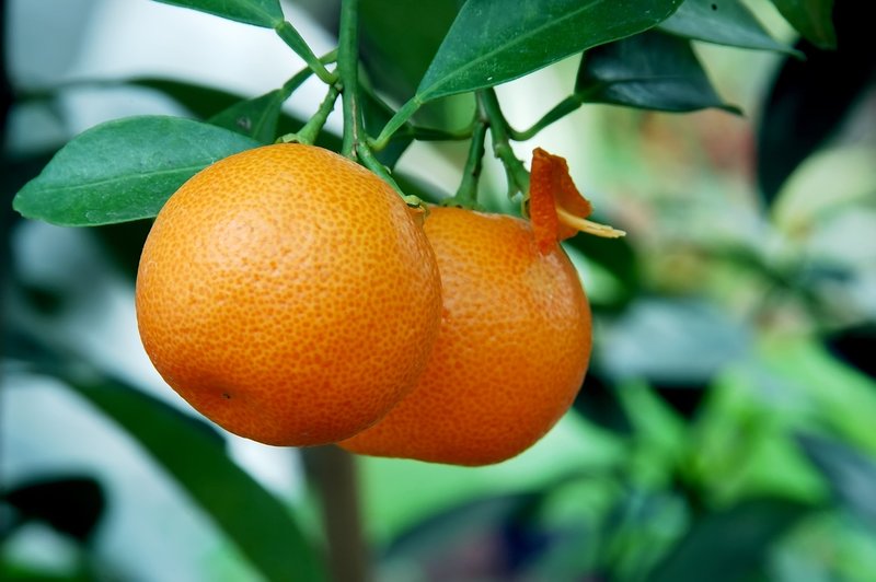 Citrus mitis Calamondine - stam 30-40 cm - totale hoogte 70-100 cm - pot Ø 22 cm