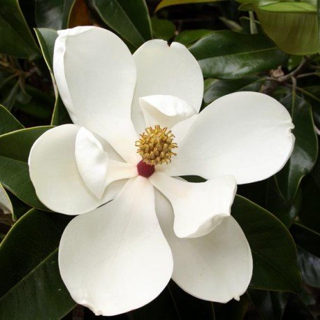 Magnolia grandiflora Gallisoniensis - totale hoogte 220+ cm - pot Ø 55 cm