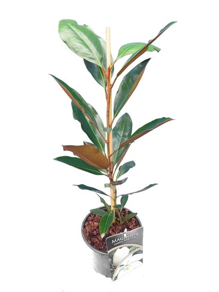 Magnolia grandiflora Little Gem - totale hoogte 60-80 cm - pot Ø 17 cm