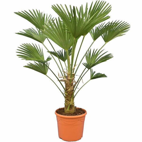 Trachycarpus wagnerianus - stam 30-40 cm - totale hoogte 110-130 cm - pot Ø 30 cm